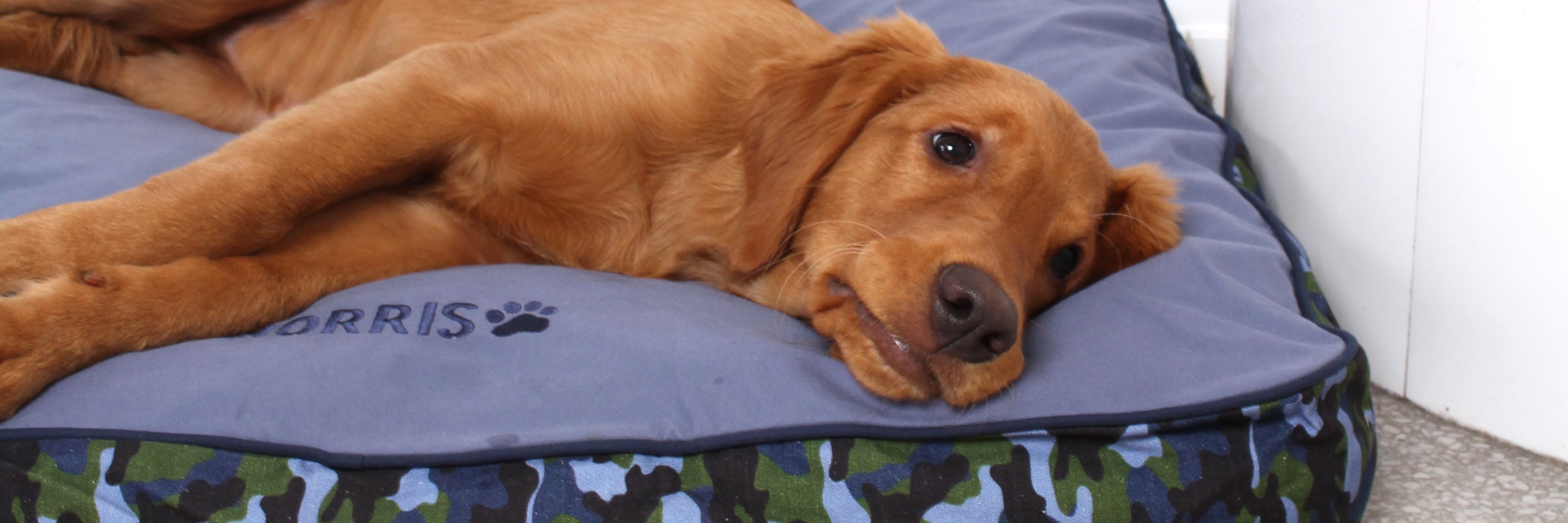 DOG BED